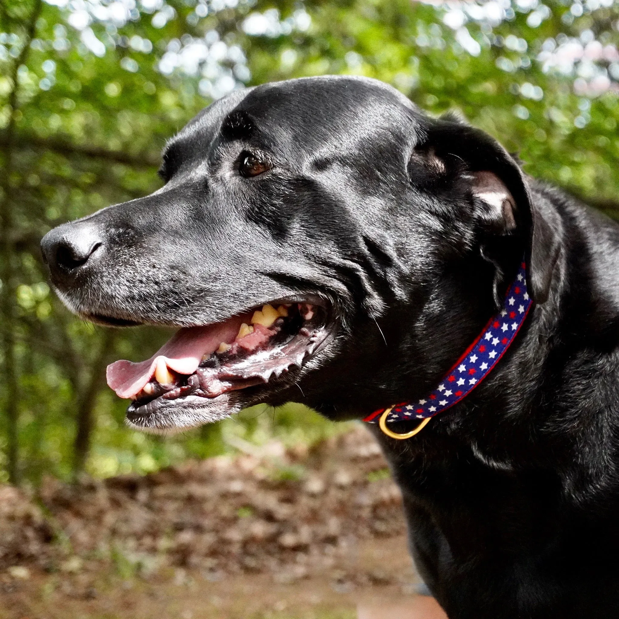 New Stars Dog Collar